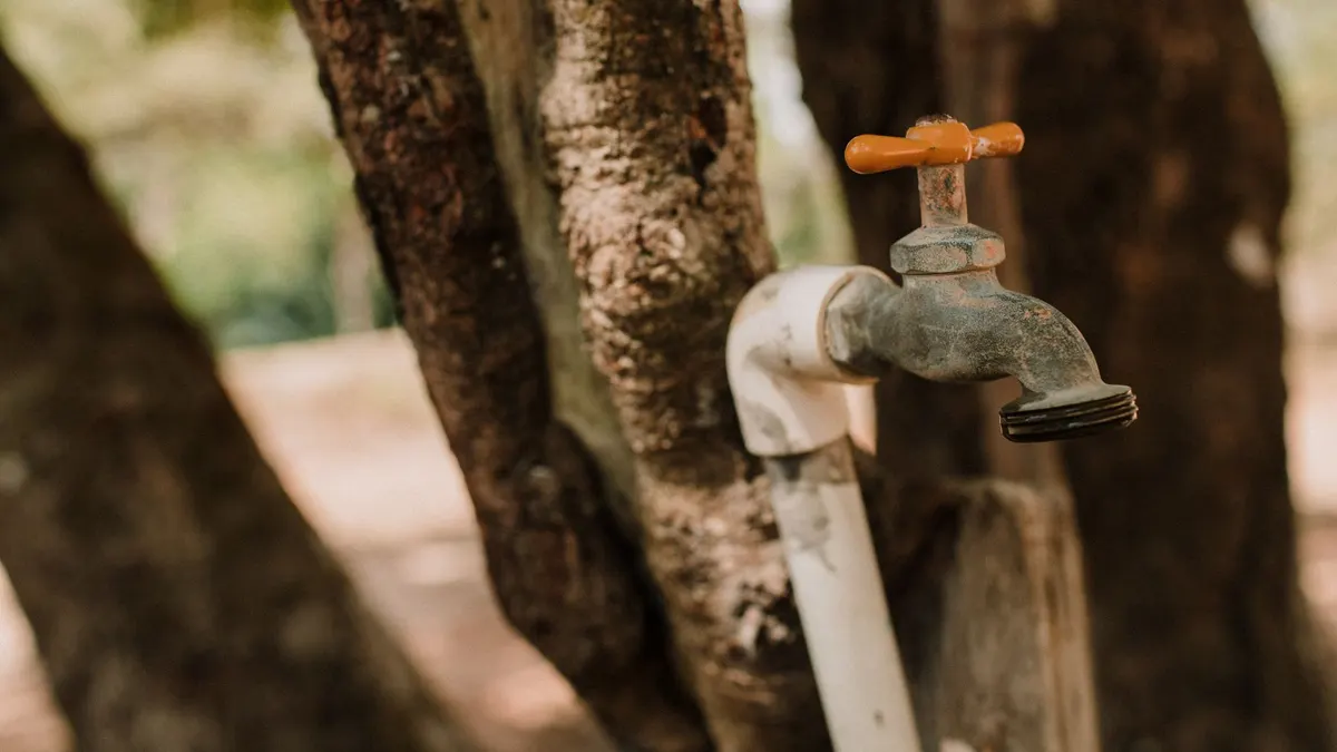 An aged outdoor faucet mounted on a tree, blending with nature.